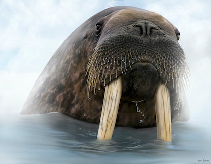 Artic Walrus