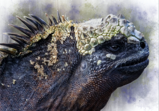 Marine Iguana