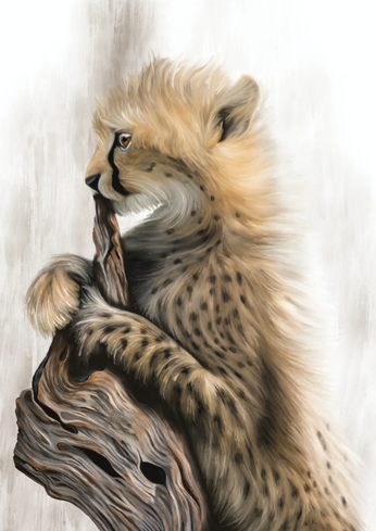 Playful Cheetah